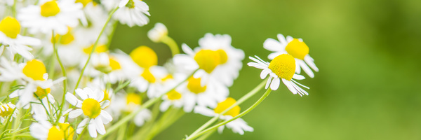 kamilleblüten als banner