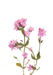 CENTAURY3
