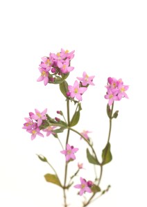 CENTAURY3