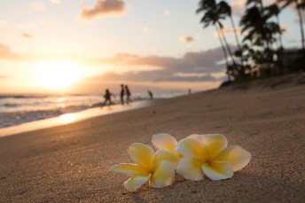 Plumeria flowers on the shore on sunset beach with golden sunlight and people on background