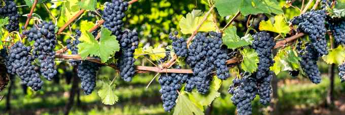 Weinrebe als Panorama Hintergrund