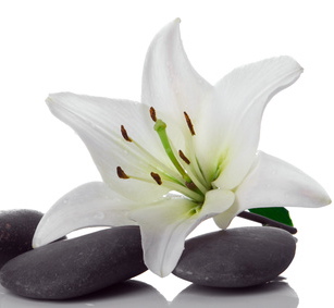 madonna lily and spa stone on white