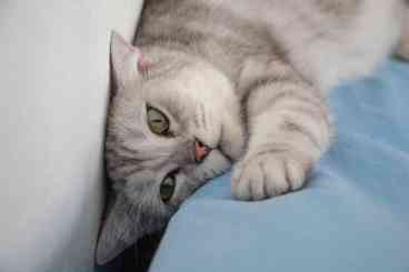 Cats lying bored on bed in the lazy days.