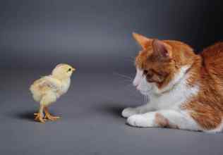 Chik and cat