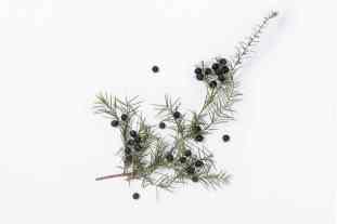 EVOLEUM-POUSSE-DE-GENEVRIER - copie